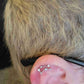 16G Zodiac Twelve Star Constellation Cartilage Earring